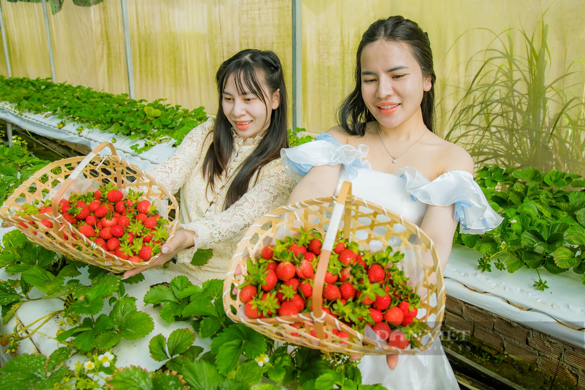 Chẳng cần đến Đà Lạt, ngay ở Gia Nghĩa cũng có nông trại 